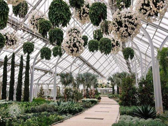 The inside of the West Conservatory at Longwood Gardens featuring hanging  baskets of white flowers and lots of green foliage along a pathway.